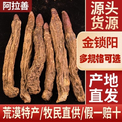 大量批发内蒙古阿拉善大漠金锁阳泡酒泡茶滋补农产品荒漠精选锁阳