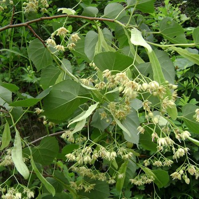 野生椴树花 基地自产 出口欧盟 Linden Flower 库存充足 支持跨境