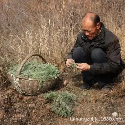 新鲜茵陈3月茵陈三月绵茵陈干茵陈新鲜茵陈野生茵陈山区采摘