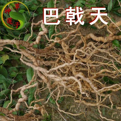 广东巴戟天 中药材 巴吉 抽芯不抽芯规格齐全 神草莲子草药材