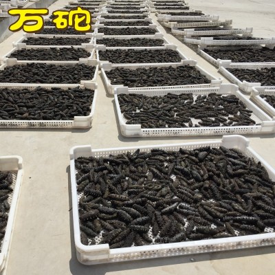 厂家批发 辽参刺参大连海参批发淡干海参干货50g/件可代发