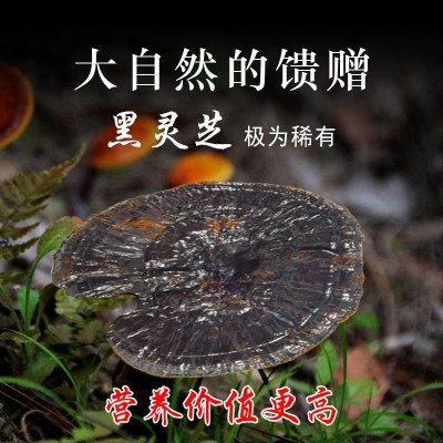 灵芝批发长白山黑整枝林芝切片泡酒泡水煲汤粥批发厂家批发