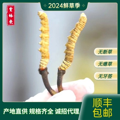 2024头茬鲜虫草产地规格齐全直发高海拔鲜虫草 新鲜冬虫夏草批发