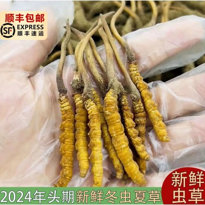 2024西藏头茬高海拔新鲜虫草精选干刷新鲜鲜虫草送礼礼盒顺丰包邮