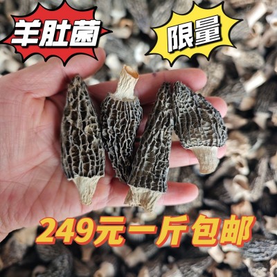 云南香格里拉中期羊肚菌干货优选2-6公分羊肚菌干货产地直发