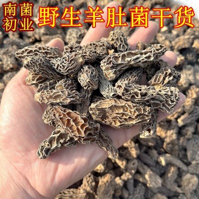 野生羊肚菌干货 大量批发价格低一斤500克装2-4CM山珍美食农产品