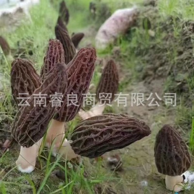 云南香格里拉产地新鲜羊肚菌现货食用菌煲汤食材大量批发支持